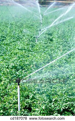 Potato fields irrigation View Large Photo Image Stock Photo - Potato fields irrigation. Fotosearch