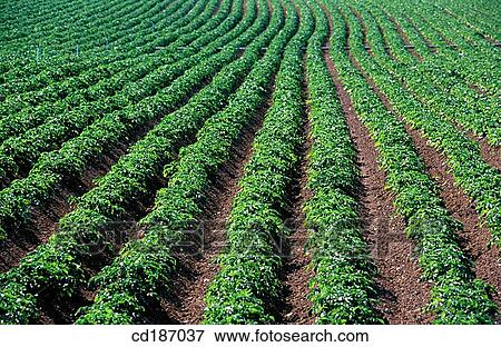 Potato fields View Large Photo Image Stock Photo - Potato fields. Fotosearch