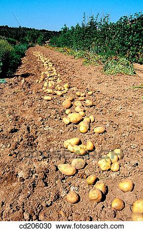 Potatoes View Large Photo Image Stock Image - Potatoes. Fotosearch