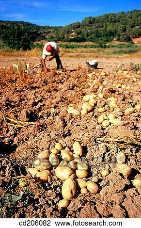 Potatoes View Large Photo Image Stock Image - Potatoes. Fotosearch