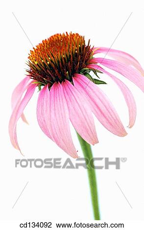 Purple Coneflower, Echinacea purpurea View Large Photo Image Stock Image - Purple Coneflower, Echinacea purpurea. Fotosearch
