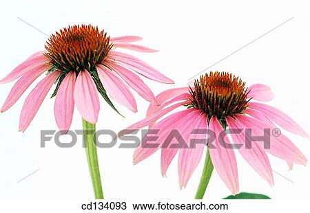 Purple Coneflower, Echinacea purpurea View Large Photo Image Stock Image - Purple Coneflower, Echinacea purpurea. Fotosearch