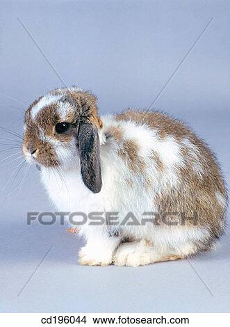 Rabbit View Large Photo Image Picture - Rabbit. Fotosearch