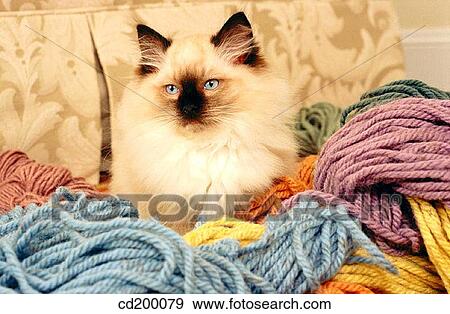 Ragdoll kitten View Large Photo Image Stock Photo - Ragdoll kitten. Fotosearch
