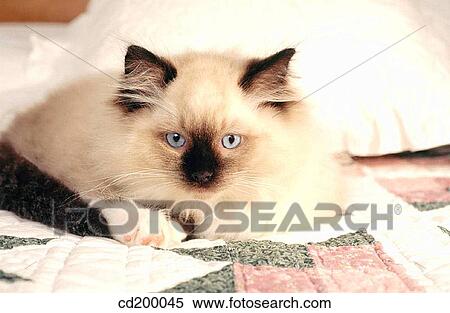 Ragdoll kitten View Large Photo Image Stock Photography - Ragdoll kitten. Fotosearch