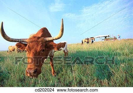 Ranch cattle. Fort Worth. Texas. USA View Large Photo Image Picture - Ranch cattle. Fort Worth. Texas. USA. Fotosearch