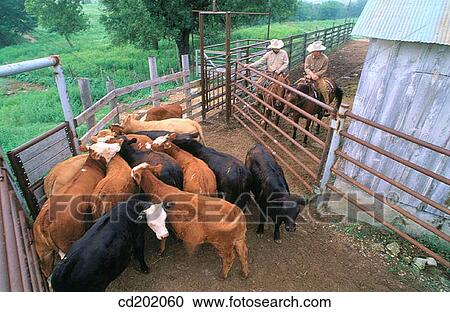 Ranch. Fort Worth. Texas. USA View Large Photo Image Stock Image - Ranch. Fort Worth. Texas. USA. Fotosearch
