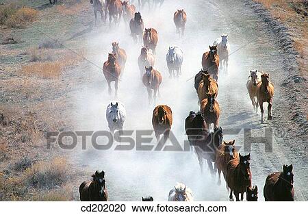 Ranch horses. Wyoming. USA View Large Photo Image Stock Image - Ranch horses. Wyoming. USA. Fotosearch