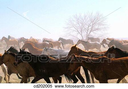 Ranch horses. Wyoming. USA View Large Photo Image Stock Photography - Ranch horses. Wyoming. USA. Fotosearch