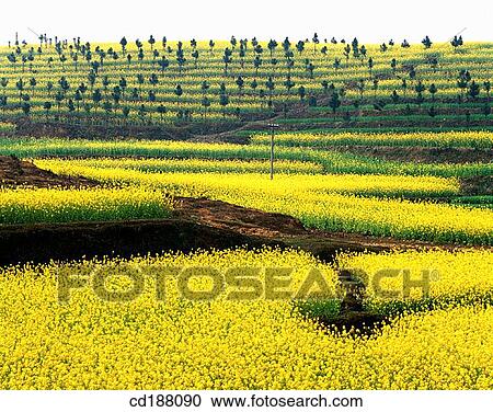 Rape fields. China View Large Photo Image Stock Image - Rape fields. China. Fotosearch