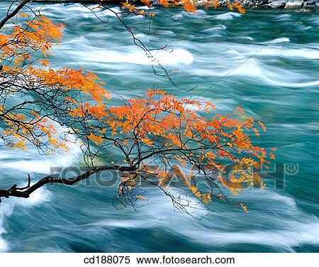 Red Leaves and running Water View Large Photo Image Stock Photography - Red Leaves and running Water. Fotosearch