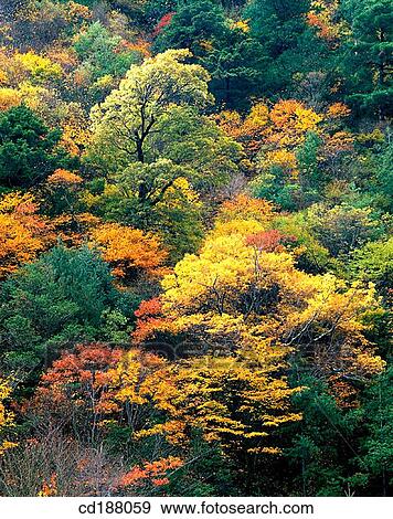 Red Leaves In Miyaluo. Sichuan. China View Large Photo Image Stock Photo - Red Leaves In Miyaluo. Sichuan. China. Fotosearch