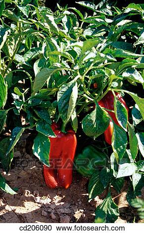 Red peppers View Large Photo Image Stock Image - Red peppers. Fotosearch