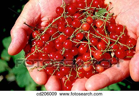 Redcurrants View Large Photo Image Stock Photo - Redcurrants. Fotosearch
