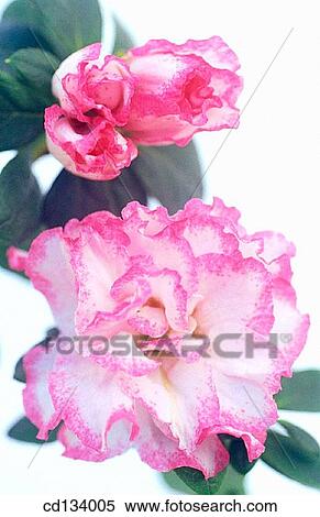 Stock Photography - Rhododendron hybr.. Fotosearch