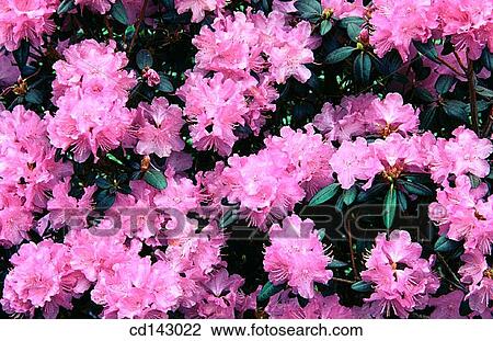 Stock Image - Rhododendron. Fotosearch
