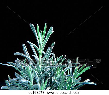 Rosemary View Large Photo Image Stock Image - Rosemary. Fotosearch