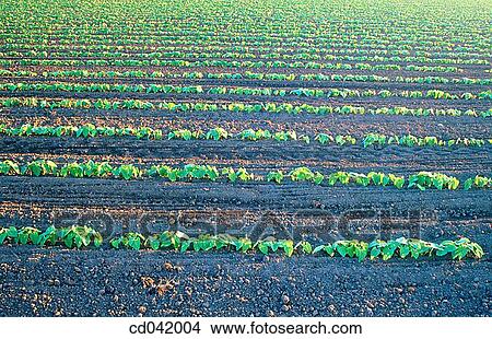 Picture - Rows of crops. Fotosearch