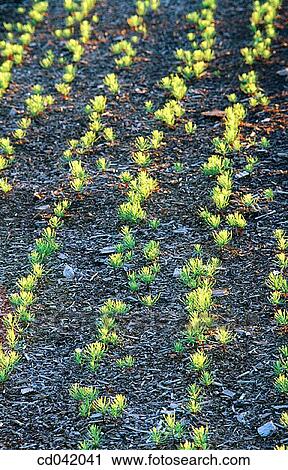 Rows of evergreen seedlings View Large Photo Image Stock Image - Rows of evergreen seedlings. Fotosearch