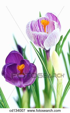 Saffron, Crocus hybr. View Large Photo Image Stock Photo - Saffron, Crocus hybr.. Fotosearch