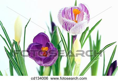 Saffron, Crocus hybr. View Large Photo Image Stock Photograph - Saffron, Crocus hybr.. Fotosearch