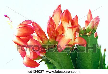 Stock Photo - Schlumbergera hybr.. Fotosearch