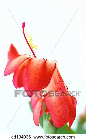 Schlumbergera hybr. View Large Photo Image Stock Photograph - Schlumbergera hybr.. Fotosearch