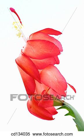 Schlumbergera hybr. View Large Photo Image Stock Photography - Schlumbergera hybr.. Fotosearch