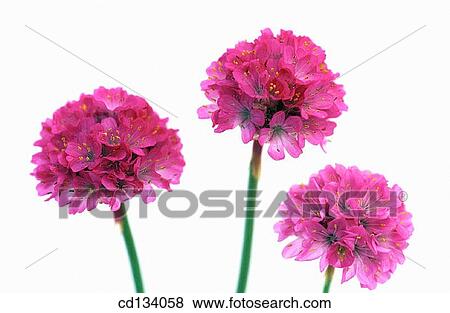 Sea Gillyflower, Armeria maritima View Large Photo Image Stock Photo - Sea Gillyflower, Armeria maritima. Fotosearch