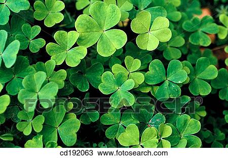 Stock Image - Shamrocks (Oxalis sp. ). Fotosearch