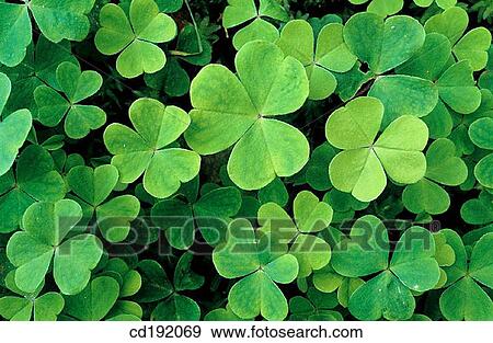 Stock Photo - Shamrocks (Oxalis sp. ). Fotosearch