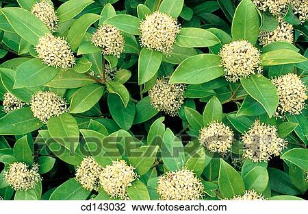 Stock Image - Shrub. Fotosearch