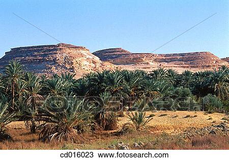 Siwa oasis, Lybian desert. Egypt View Large Photo Image Stock Image - Siwa oasis, Lybian desert. Egypt. Fotosearch
