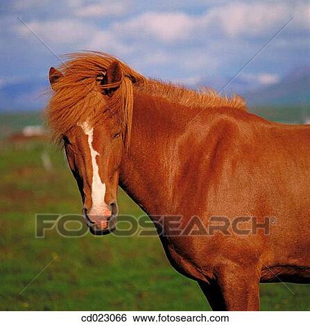 Stock Photograph - Skagafj÷rdur. Iceland. Fotosearch