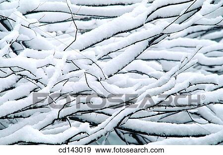Snow on branches View Large Photo Image Stock Photo - Snow on branches. Fotosearch