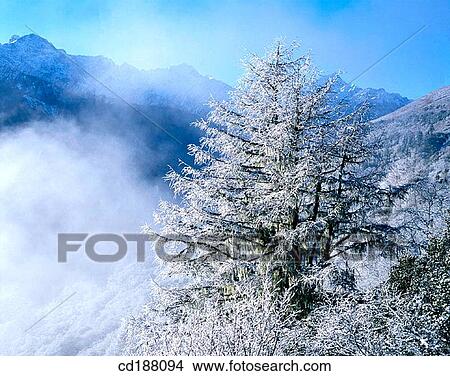 Snow on trees View Large Photo Image Picture - Snow on trees. Fotosearch
