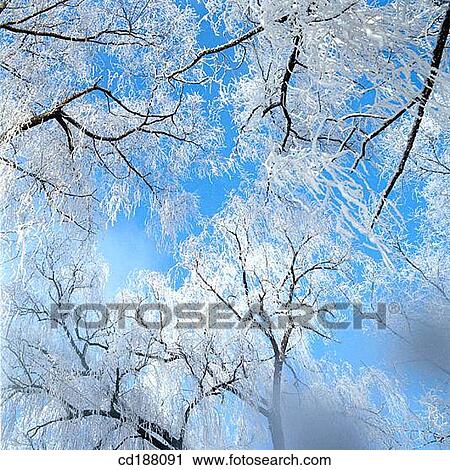 Snow on trees View Large Photo Image Stock Image - Snow on trees. Fotosearch