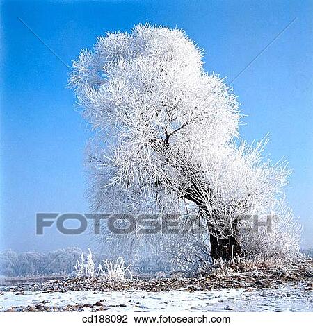 Snow on trees View Large Photo Image Stock Image - Snow on trees. Fotosearch