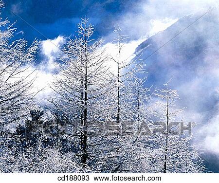 Snow on trees View Large Photo Image Stock Image - Snow on trees. Fotosearch