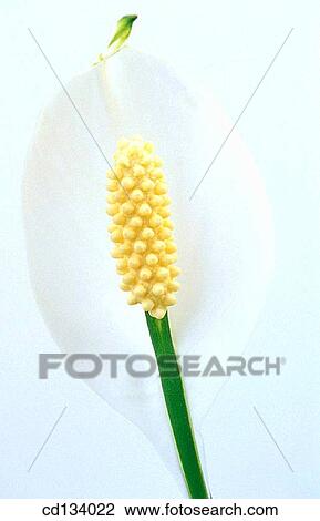 Stock Image - Spathyphyllum sp.. Fotosearch