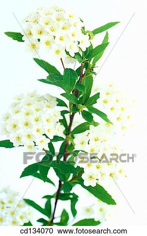 Spirea sp. View Large Photo Image Stock Image - Spirea sp.. Fotosearch