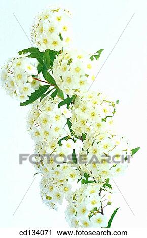 Spirea sp. View Large Photo Image Stock Image - Spirea sp.. Fotosearch
