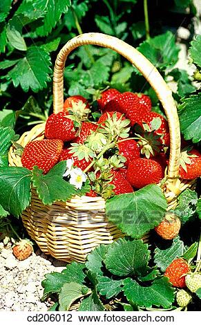 Strawberries View Large Photo Image Stock Image - Strawberries. Fotosearch