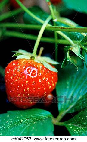 Stock Image - Strawberry growing in field. Fotosearch