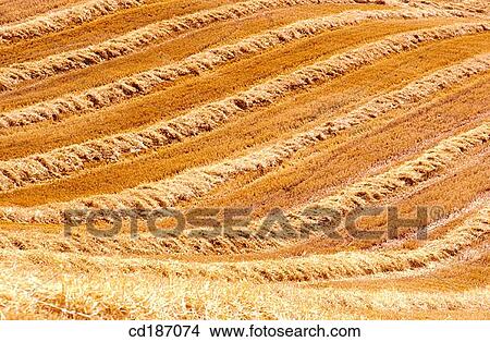 Stubbles View Large Photo Image Picture - Stubbles. Fotosearch