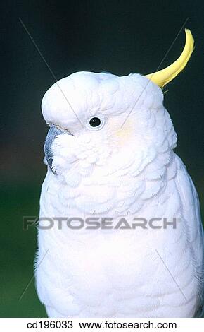 Sulphur Crested Cockatoo (Cacatua galerita) View Large Photo Image Stock Image - Sulphur Crested Cockatoo (Cacatua galerita). Fotosearch