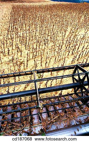Sunflower harvest View Large Photo Image Stock Photo - Sunflower harvest. Fotosearch
