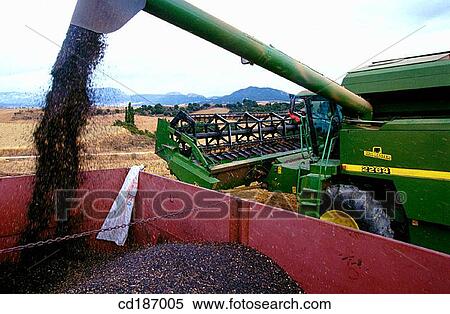Sunflower harvest View Large Photo Image Stock Photography - Sunflower harvest. Fotosearch