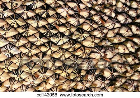 Stock Photo - Sunflower seeds growing in flower. Fotosearch