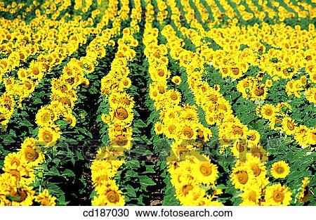 Sunflowers View Large Photo Image Stock Image - Sunflowers. Fotosearch